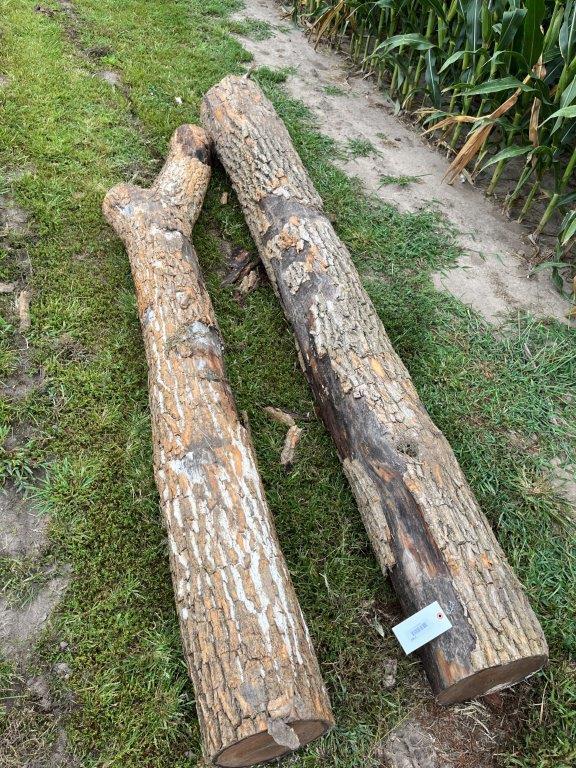 hedge anchor post, cut Nov '23