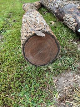 hedge anchor post, cut Nov '23
