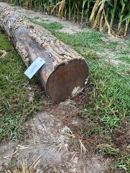 hedge anchor post, cut Nov '23