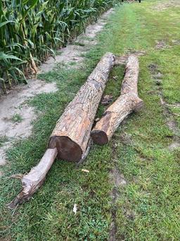 hedge anchor post, cut Nov '23
