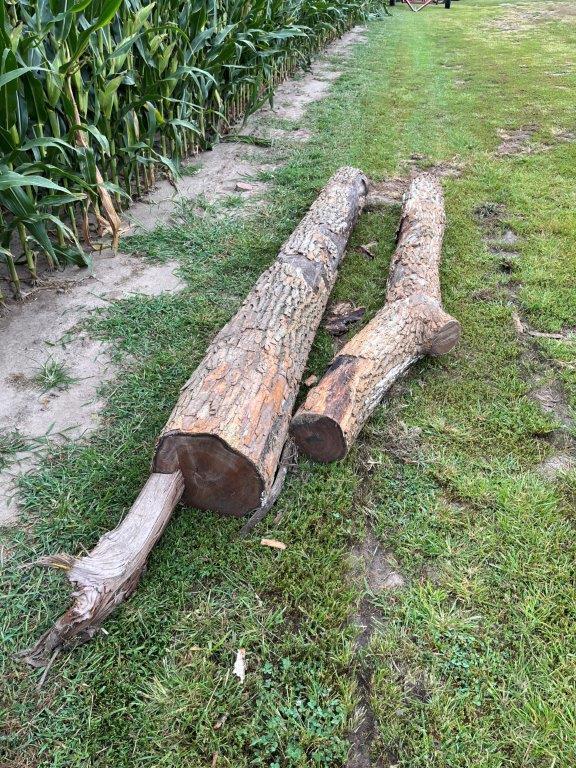 hedge anchor post, cut Nov '23
