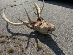 Elk Head