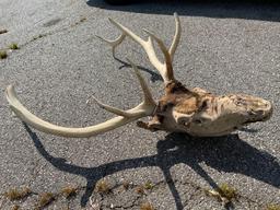 Elk Head