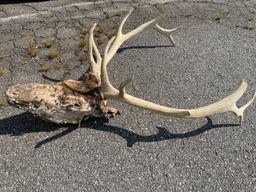 Elk Head