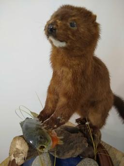Mink & Blue Gill