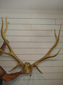 6x6 Elk Rack with Skull Plate