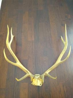 6x6 Elk Rack with Skull Plate