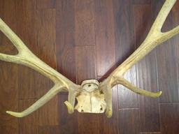 6x6 Elk Rack with Skull Plate