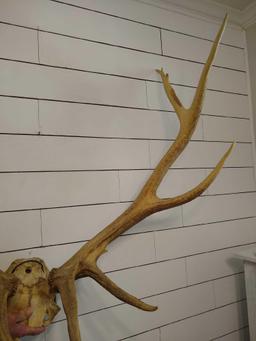 6x6 Elk Rack with Skull Plate