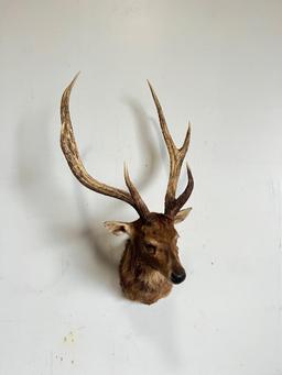 SIKA DEER TAXIDERMY SHOULDER MOUNT