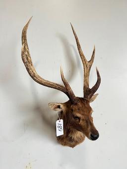 SIKA DEER TAXIDERMY SHOULDER MOUNT
