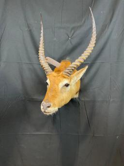 Lechwe