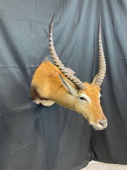 Lechwe