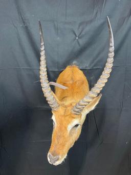 Lechwe
