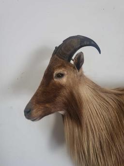 TAHR LIFE SIZE TAXIDERMY MOUNT