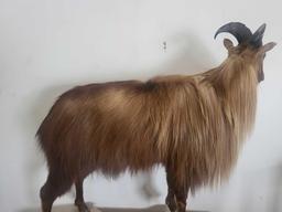 TAHR LIFE SIZE TAXIDERMY MOUNT