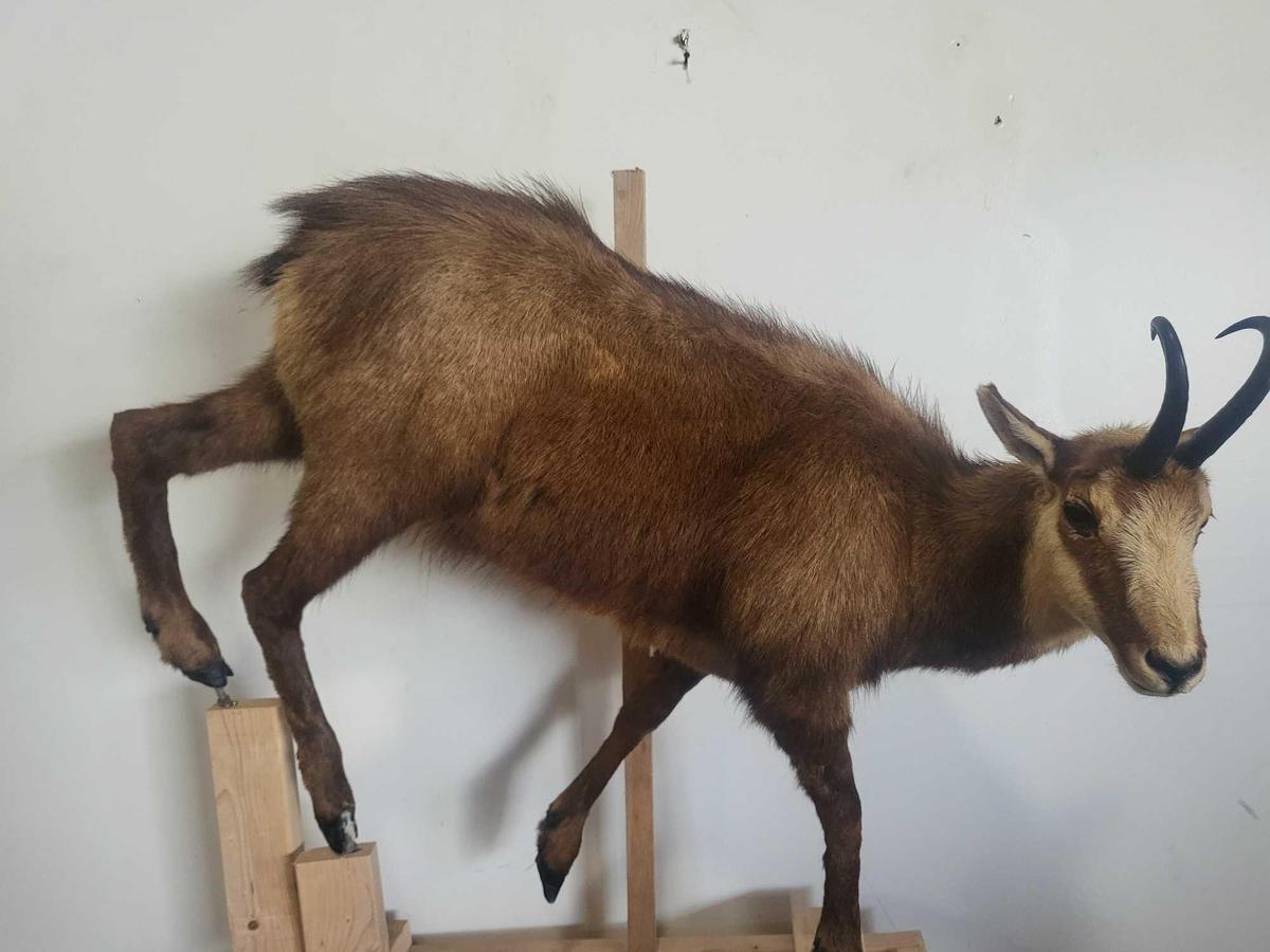 CHAMOIS LIFE SIZE TAXIDERMY MOUNT