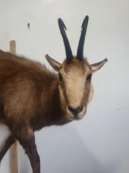 CHAMOIS LIFE SIZE TAXIDERMY MOUNT