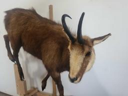 CHAMOIS LIFE SIZE TAXIDERMY MOUNT