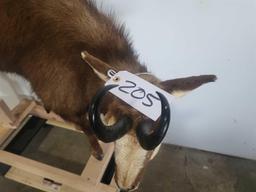 CHAMOIS LIFE SIZE TAXIDERMY MOUNT
