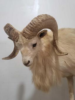 LIFE SIZE WHITE RED SHEEP TAXIDERMY MOUNT
