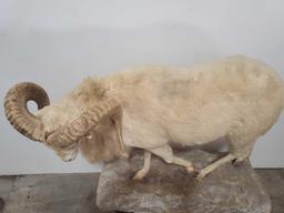 LIFE SIZE WHITE RED SHEEP TAXIDERMY MOUNT