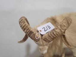 LIFE SIZE WHITE RED SHEEP TAXIDERMY MOUNT