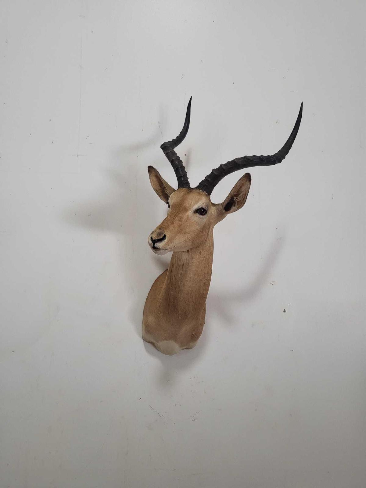 STUNNING IMPALA TAXIDERMY SHOULDER MOUNT