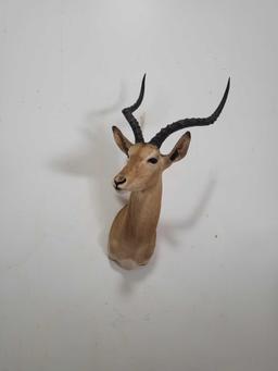 STUNNING IMPALA TAXIDERMY SHOULDER MOUNT
