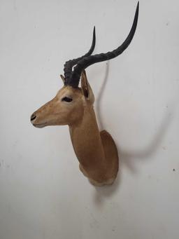 STUNNING IMPALA TAXIDERMY SHOULDER MOUNT