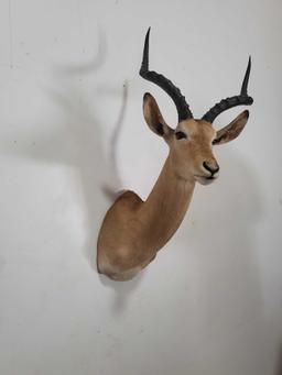 STUNNING IMPALA TAXIDERMY SHOULDER MOUNT