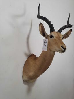 STUNNING IMPALA TAXIDERMY SHOULDER MOUNT