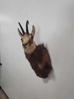 CHAMOIS TAXIDERMY SHOULDER MOUNT