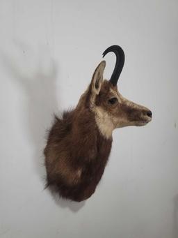 CHAMOIS TAXIDERMY SHOULDER MOUNT