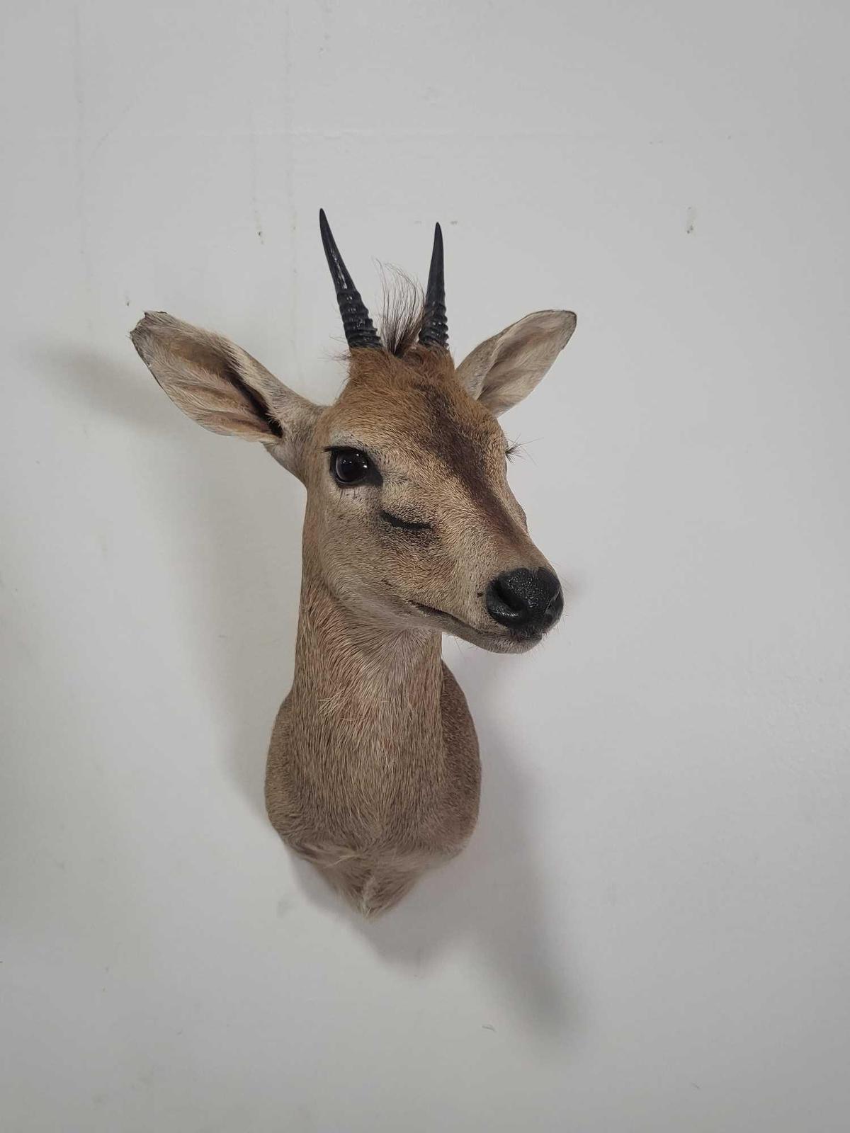 ORIBI TAXIDERMY SHOULDER MOUNT