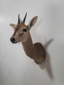 ORIBI TAXIDERMY SHOULDER MOUNT