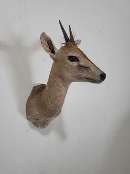 ORIBI TAXIDERMY SHOULDER MOUNT