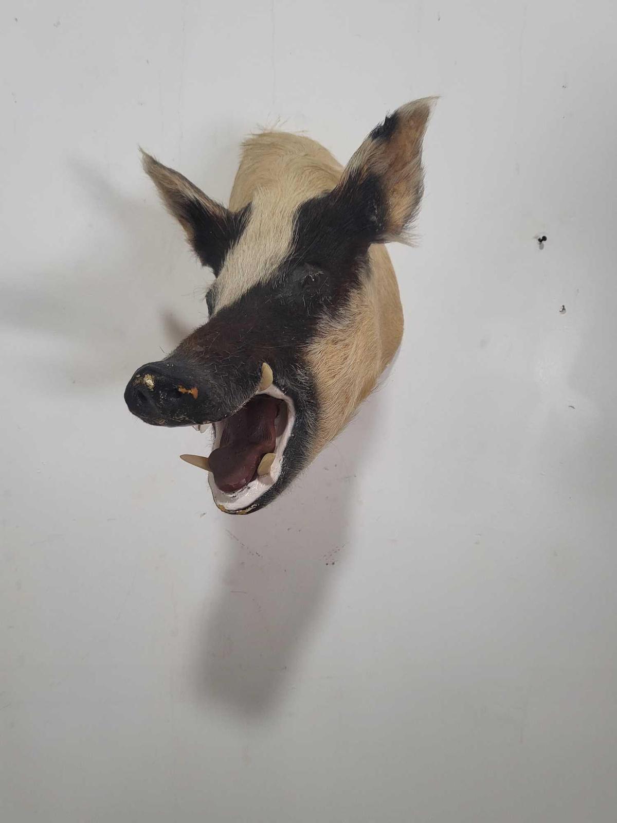 MEAN WILD BOAR TAXIDERMY SHOULDER MOUNT