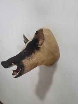 MEAN WILD BOAR TAXIDERMY SHOULDER MOUNT