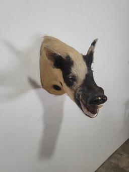 MEAN WILD BOAR TAXIDERMY SHOULDER MOUNT