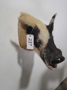 MEAN WILD BOAR TAXIDERMY SHOULDER MOUNT