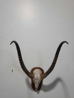 KECHWEY TAXIDERMY SHOULDER MOUNT