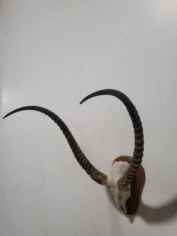 KECHWEY TAXIDERMY SHOULDER MOUNT