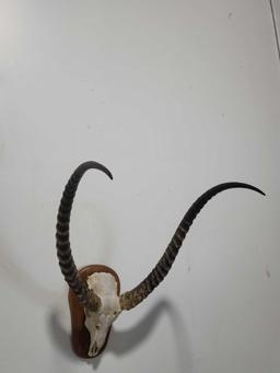 KECHWEY TAXIDERMY SHOULDER MOUNT