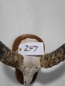 KECHWEY TAXIDERMY SHOULDER MOUNT