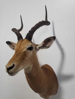 MAGNIFICENT IMPALA TAXIDERMY SHOULDER MOUNT