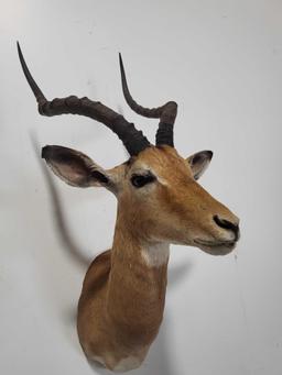 MAGNIFICENT IMPALA TAXIDERMY SHOULDER MOUNT