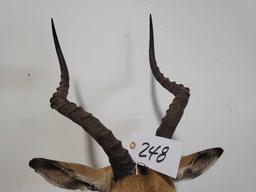 MAGNIFICENT IMPALA TAXIDERMY SHOULDER MOUNT