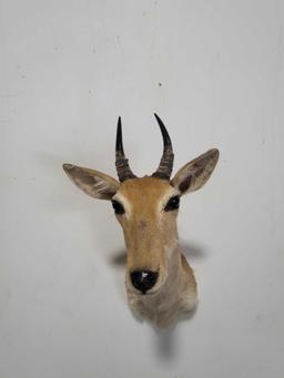 REEDBUCK TAXIDERMY SHOULDER MOUNT