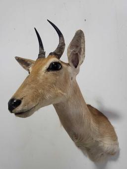 REEDBUCK TAXIDERMY SHOULDER MOUNT